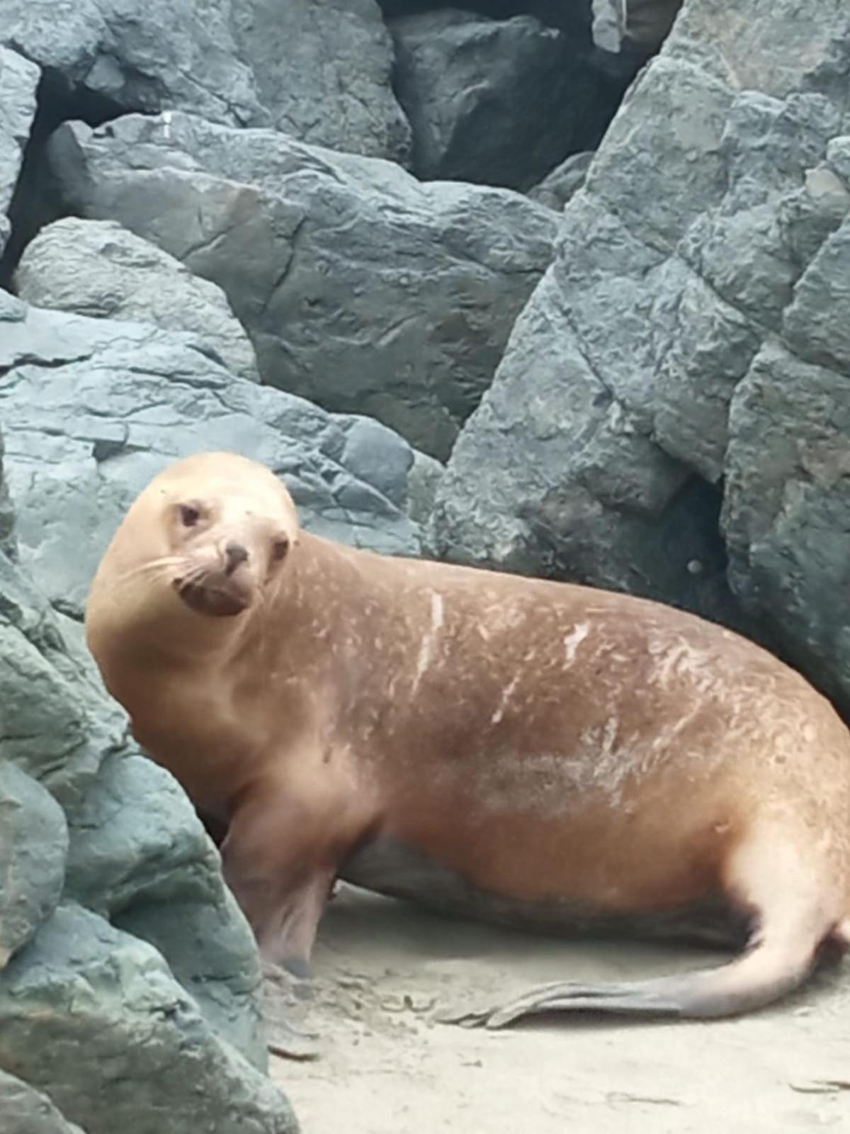 Hospedaje Los Lobos Cerro Azul Eksteriør bilde